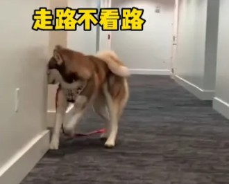 一只走路不看路的大黄狗
